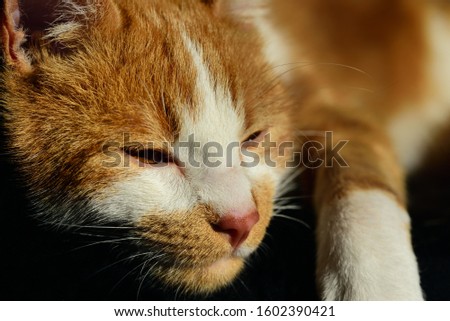 Similar – Image, Stock Photo a very small tomcat lies under a wooden table in the garden