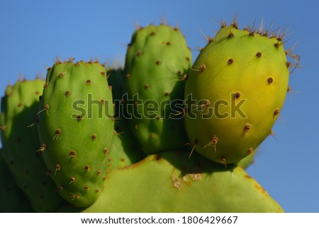 Shutterstock Puzzlepix