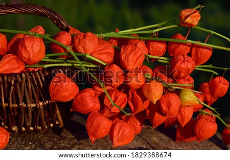 Similar – Foto Bild Physalis | Lampionblume | Herbstschätze | sammeln & dekorieren.