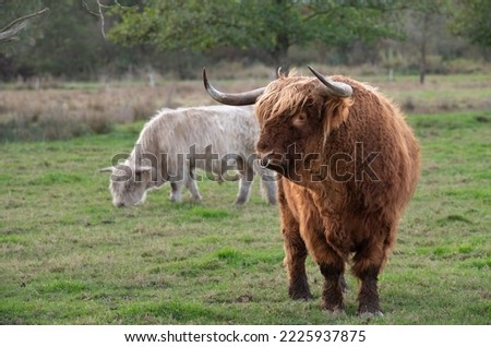 Image, Stock Photo Galloway beef nose and mouth