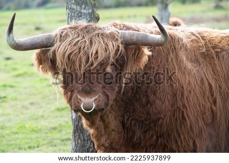 Similar – Image, Stock Photo Galloway beef nose and mouth