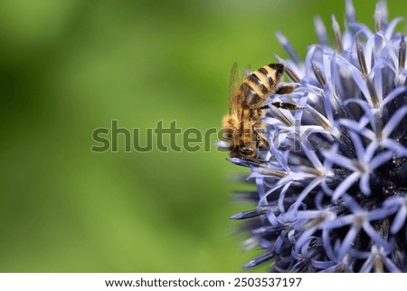 Similar – Image, Stock Photo blue ball with bee flowers