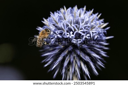 Similar – Image, Stock Photo blue ball with bee flowers