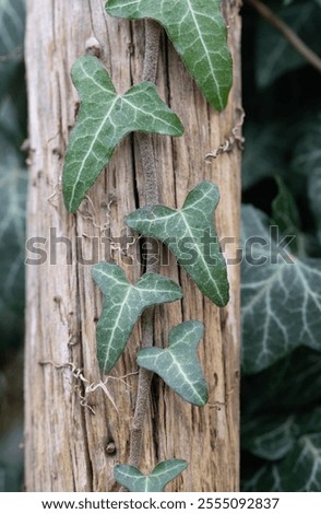 Similar – Image, Stock Photo Ivy grows in elegant lines on a grey concrete wall