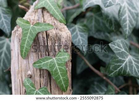 Similar – Image, Stock Photo Ivy grows in elegant lines on a grey concrete wall