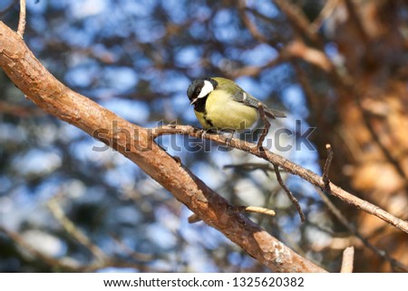 A yellow great tit sitting on a pine tree branch. Location: The Sayma Park, Surgut, Western Siberia.  Stok fotoğraf © 