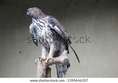 Shutterstock Puzzlepix
