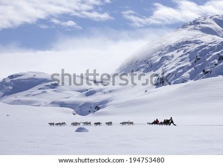 GREENLAND - APRIL 8,2014: Group of unidentified riders making a dog sled trip across of east part of Greenland