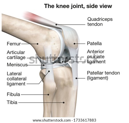 3D illustration showing human knee joint with femur, articular cartilage, meniscus, medial collateral ligament, articular cartilage, patella, kneecap, fibula, tibia, quadriceps tendon, patellar tendon Сток-фото © 