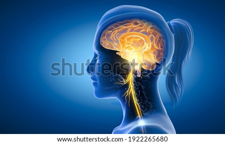 The 3D illustration showing brain and active vagus nerve (tenth cranial nerve or CN X)
