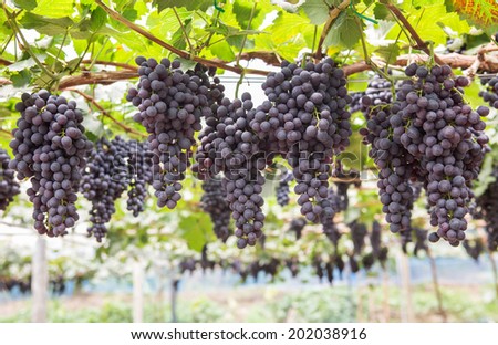 Large bunch of red wine grapes hang from a vine  with green leaves. Nature background . Wine concept.