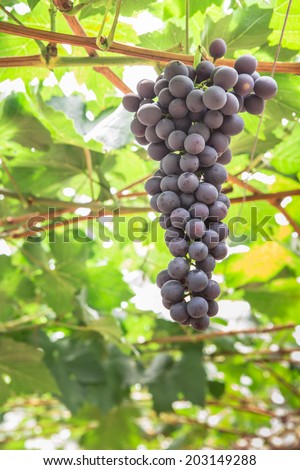 Large bunch of red wine grapes hang from a vine with green leaves. Nature background . Wine concept.