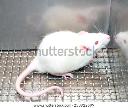 Laboratory white mice with red eye in stainless steel cages.
