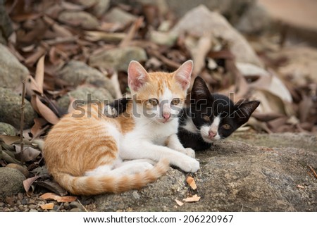 Young kittens hugging on the rock.