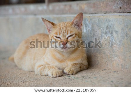 Cute face of orange hair cat.