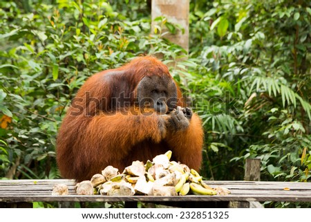 Orangutan name Tom eating food in the jungle of Borneo Indonesia.