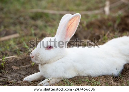 Cute white bunny.