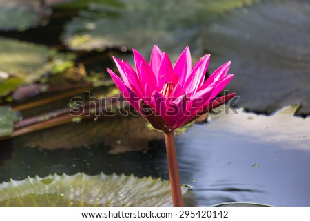 Pink water lily in water pond