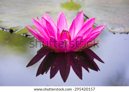 Pink water lily in water pond