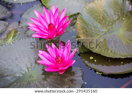 Beautiful pink water lily in water pond