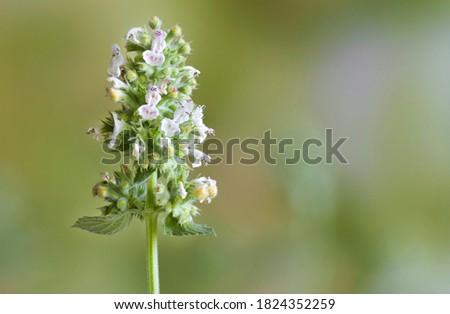 Similar – Image, Stock Photo Allotment garden with cats