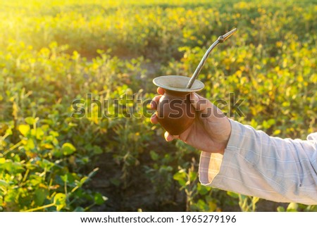 Man hand holding a Mate drink in a field of soy beans with sunlight coming from behind and copy space. Photo stock © 