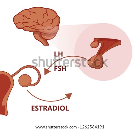 LH and FSH Function. Gonadotropin of the pituitary gland stimula