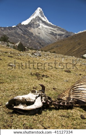 The Skeleton of a Cow with Artesonraju Peak, Peru (basis for Paramount Studios Logo) in the Background