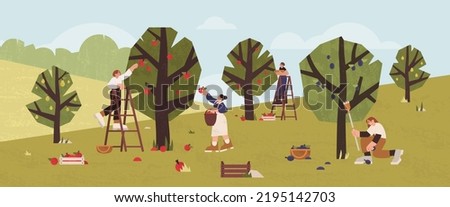 People gathering fruits in orchard into wooden baskets, boxes. Farmers picking ripe apples, plums and pears from trees in garden. Gardeners collecting harvest using ladders. Seasonal agricultural work