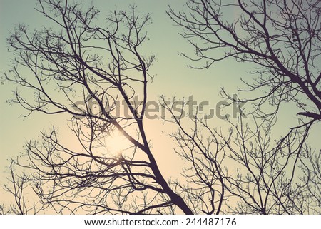 tree silhouette vintage retro