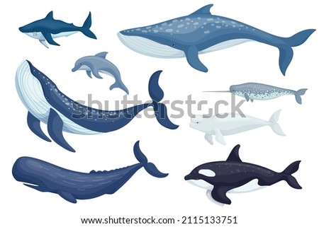 Set of marine mammals blue whales, sharks, sperm whales, dolphins, beluga whales, narwhal killer whales. Cartoon vector graphics. Сток-фото © 