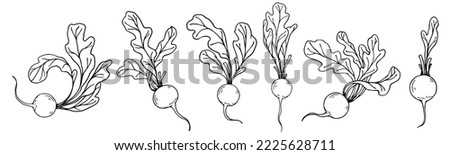 Botanical sketch of summer radish vegetables with leaves. Vector graphics.