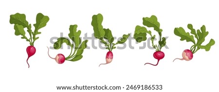 Set of ripe pink radish root vegetables. Vector graphics.