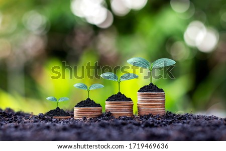 Coins and plants are grown on a pile of coins for finance and banking. The idea of saving money and increasing finances. Stockfoto © 