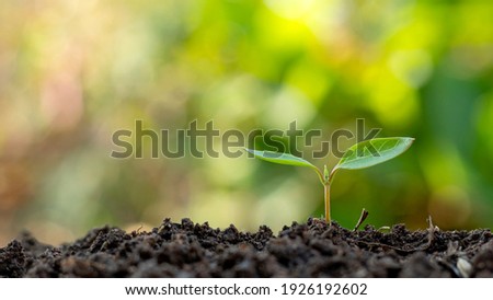 Small trees with green leaves, natural growth, and sunlight, the concept of agriculture, and sustainable plant growth.