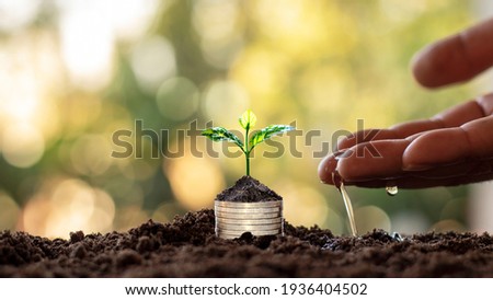 Tree with green leaves growing from coin and natural green background blurred finance and money management concept for SME. Foto stock © 