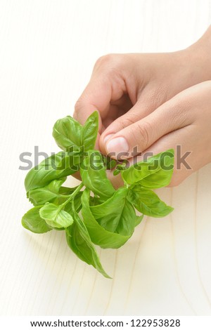 Basil, hands of young woman holding fresh herbs