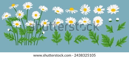 Similar – Foto Bild Weiße Gänseblümchenblume, Blumenkunstdesign, gelber Naturhintergrund.