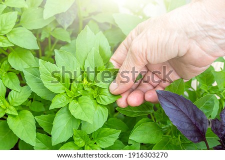 Similar – Image, Stock Photo Fresh harvest bio GMO-free potatoes