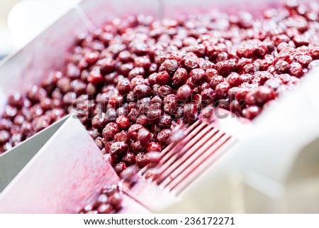frozen sour cherries in sorting and processing machines