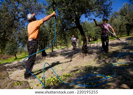 SAN MARTINO VALLE CAUDINA, ITALY - OCTOBER 26, 2013: the olive harvest is carried out by hand in the traditional way, in autumn time in san Martino di Valle Caudina, Campania, Italy