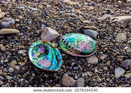 Image, Stock Photo Sea snail against black background