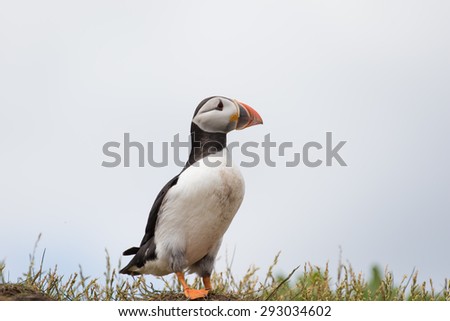 An atlantic puffin just emerged from her burrow to fly out to catch a meal for her chick