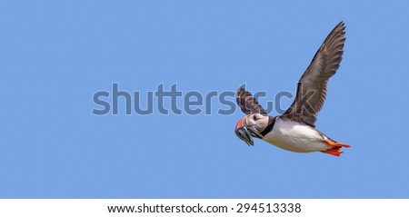 An Atlantic puffin with a catch of sand eels flying over the Farne islands, Great Britain. Has extra space for text.