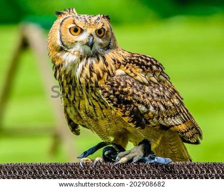 Great Horned Owl (Bubo virginianus) also known as the Tiger Owl