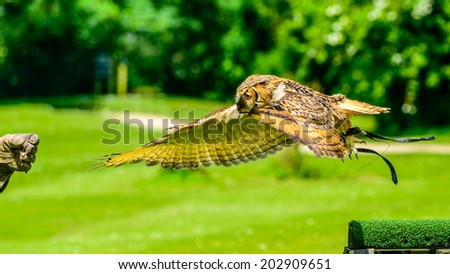 Great Horned Owl (Bubo virginianus) also known as the Tiger Owl