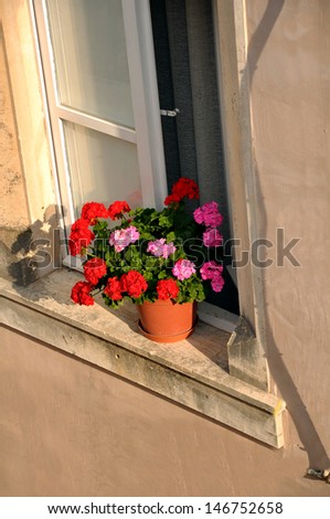 flowers in window