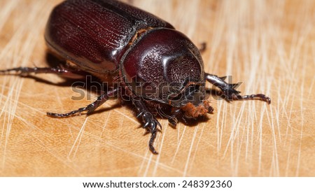 Macro Beetle,Rhinoceros beetle, Rhino beetle, Hercules beetle, Unicorn beetle, Horn beetle (Dynastinae)