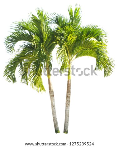 King Alexander Palm Stock Photos Stock Images And Vectors Stockfresh