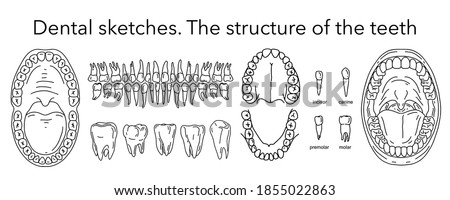 Teething. Structure of teeth in an adult. Types of teeth. Big set of dental sketches. The structure of the teeth. Outline elements. 